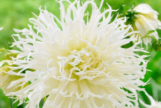 Георгина бахромчатая Цуки Йори Но Шиша Dahlia Tsuki yori noshisha