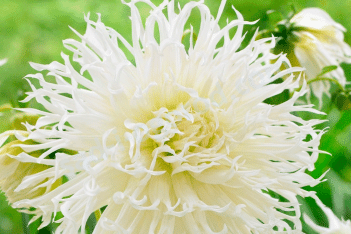 Георгина Цуки Йори Но Шиша базромчатый Dahlia Tsuki yori noshisha