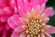 Георгина декоративная Сакура Фубуки Dahlia decorative Sakura Fubuki