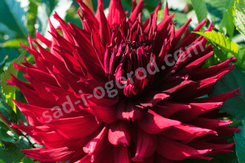 Георгина Кенора Макоп-Б бахромчатая Dahlia fimbriatа Kenora Macop-B