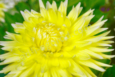 Георгина Бильбао Dahlia Bilbao