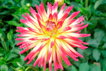 Георгина Вестон Спэниш Дансер кактусовая Dahlia Cactus Weston Spanish Dancer