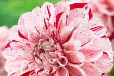 Георгина декоративная Ферн Ридж Пейнтед Леди Dahlia Fern Ridge Painted Lady