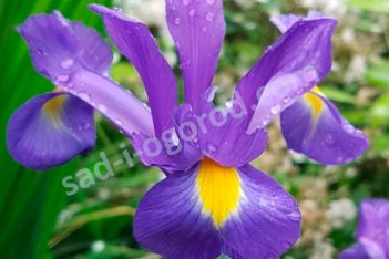 Ирис голландский (ксифиум) Сапфир Бьюти Iris hollandica Sapphire Beauty