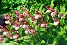 Орхидея Венерин башмачок Гизелла Cypripedium Gisella