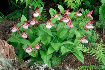 Орхидея Венерин башмачок Гизелла Cypripedium Gisella
