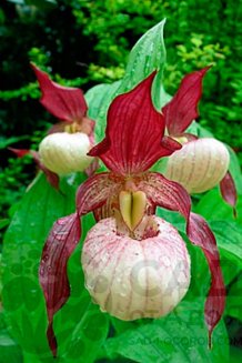 Орхидея Венерин башмачок Гизелла Cypripedium Gisella