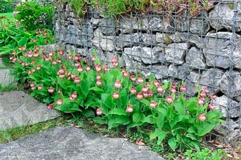 Орхидея Венерин башмачок Гизелла Cypripedium Gisella