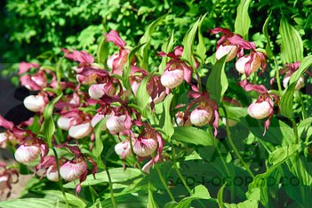 Орхидея Венерин башмачок Гизелла Cypripedium Gisella