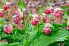 Орхидея Венерин башмачок пятнистый Cypripedium guttatum