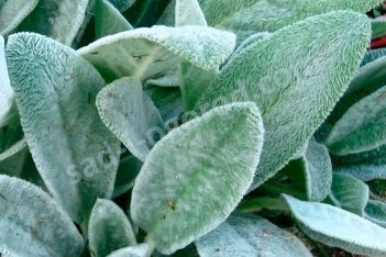 Чистец византийский Stachys lanata byzantiana