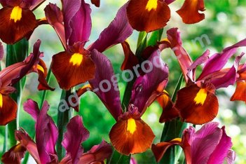 Ирис голландский (ксифиум) Ред Эмбер Iris hollandica Red Ember