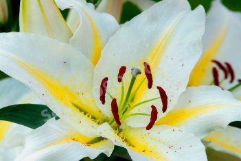 Лилия Баферрари восточные гибриды Lilium Baferrari oriental hybrids