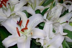 Лилия Сайберия Lilium Siberia oriental hybrids