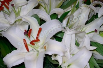 Лилия Сайберия Lilium Siberia oriental hybrids