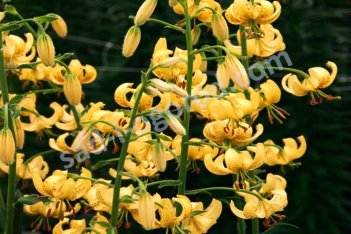 Лилия кудреватая Голден Монинг Lilium Martagon Golden Morning