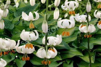 Лилия мартагон Сноу Монинг Lilium martagon Snowy Morning