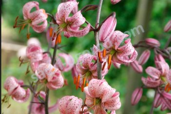 Лилия мартагон Перпл Монинг Lilium Martagon Purple Morning