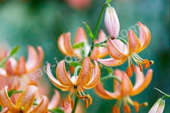 Лилия мартагон Фейри Монинг Lilium martagon Fairy Morning