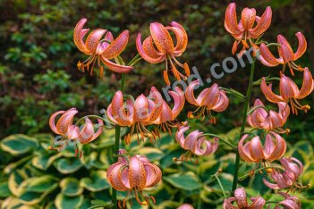 Лилия мартагон Фейри Монинг Lilium martagon Fairy Morning