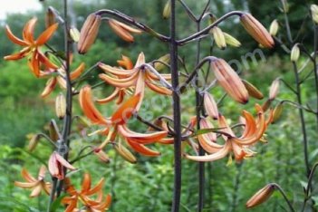 Лилия мартагон Оранж Мармелад Lilium martagon Orange Marmalade