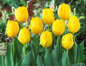Тюльпан триумф Йеллоу Кинг Tulipa Yellow King