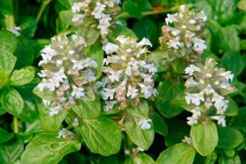 Живучка ползучая Альба Ajuga reptans Alba