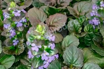 Живучка ползучая Кетлинс Гиант Ajuga reptans Catlins Giant