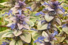 Живучка ползучая Голден Глоу Ajuga reptans Golden Glow
