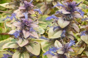 Живучка ползучая Голден Глоу Ajuga reptans Golden Glow