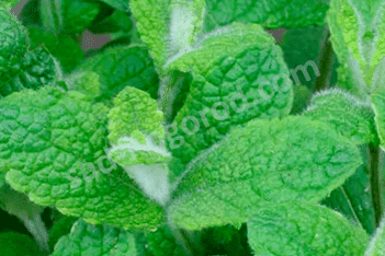 Мята круглолистная Апфелминце Эпл Минт Mentha suaveolens Apfelminze Apple Mint