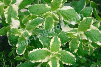 Мята душистая Вариегата Mentha suaveolens Variegatа