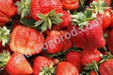 Земляника Marmelada рассада фриго оптом