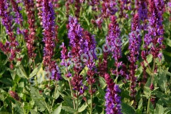 Шалфей дубравный Негрито Salvia nemorosa Negrito