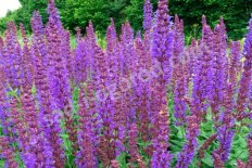 Шалфей дубравный Жан Спрут Salvia nemorosa Jan Spruyt