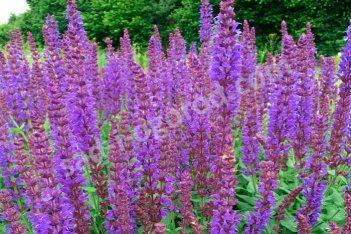 Шалфей дубравный Жан Спрут Salvia nemorosa Jan Spruyt