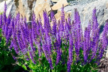 Шалфей пышный Адора Блю Salvia superba Adora Blue