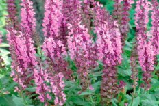 Шалфей дубравный Сенсейшн Медиум Пинк Salvia nemorosa Sensation Medium Pink)
