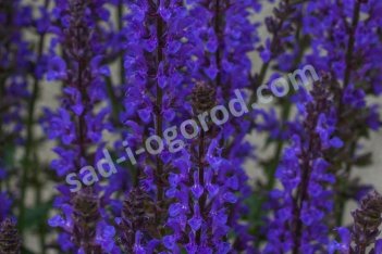 Шалфей дубравный Салют Дип Блю Salvia nemorosa Salute Deep Blue