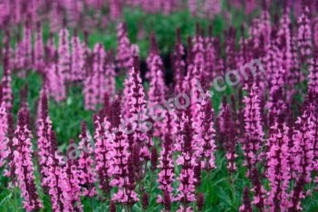 Шалфей дубравный Лирикал Роуз Salvia nemorosa Lyrical Rose