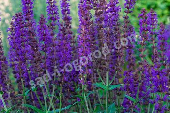 Шалфей дубравный Найт Филд Salvia nemorosa Night Field