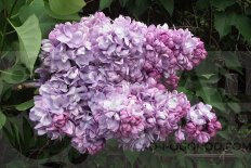 Сирень обыкновенная Жди меня Syringa vulgaris Zhdi Menya