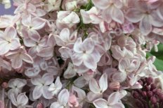 Сирень обыкновенная Вечерний Звон Syringa vulgaris Vechernij Zvon