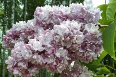 Сирень обыкновенная Михайло Ломоносов Syringa vulgaris Mihajlo Lomonosov