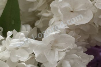 Сирень обыкновенная Русский Север Syringa vulgaris Russkij sever