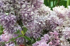 Сирень обыкновенная Александр Блок Syringa vulgaris Aleksandr Blok