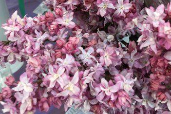 Сирень обыкновенная Федерико Гарсия Лорка Syringa vulgaris Federico Garcia Lorca