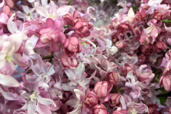 Сирень обыкновенная Федерико Гарсия Лорка Syringa vulgaris Federico Garcia Lorca