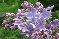 Сирень обыкновенная Оля Syringa vulgaris Olya