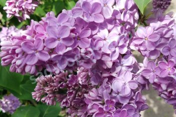 Сирень обыкновенная Оля Syringa vulgaris Olya